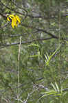 Pinnate prairie coneflower